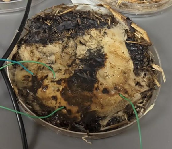 九八策略 起猛了，蘑菇也能做电脑芯片了？